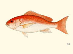 Pacific Red Snapper photo 2