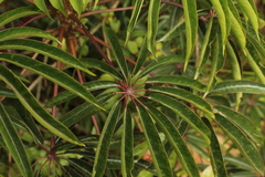 Sciodaphyllum bogotense