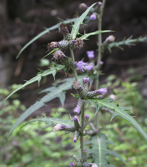 Cirsium microspicatum microspicatum