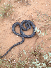 Lampropeltis splendida