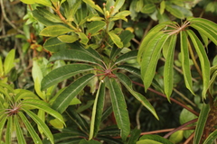 Sciodaphyllum bogotense