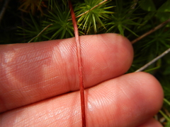 Fragaria virginiana glauca