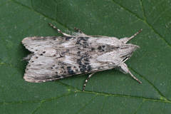 Cucullia absinthii