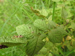Irantha