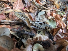 Elgaria multicarinata