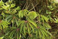 Sciodaphyllum bogotense