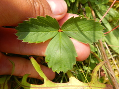Fragaria virginiana glauca