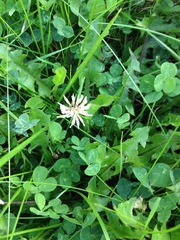 Trifolium repens