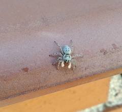 Menemerus semilimbatus