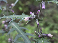 Cirsium microspicatum microspicatum