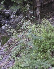 Cirsium microspicatum microspicatum