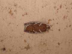 Euchaetis rhizobola