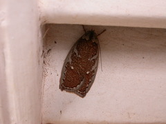Euchaetis rhizobola