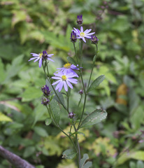 Aster microcephalus