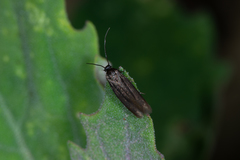 Scythris crassiuscula