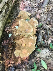 Polyporaceae