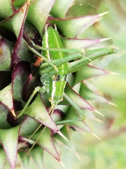 Odontura glabricauda