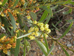 Acacia rubida