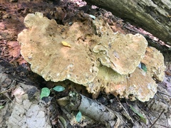 Polyporaceae