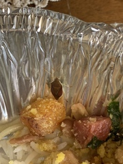 Tynacantha marginata