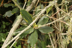 Drimys granadensis