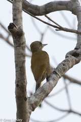 Dryobates passerinus