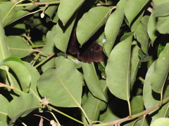 Erebus hieroglyphica