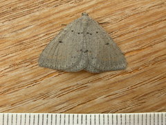 Taxeotis reserata