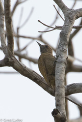 Dryobates passerinus