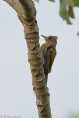 Dryobates passerinus