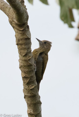 Dryobates passerinus