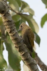 Dryobates passerinus