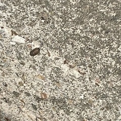 Porcellio spinicornis