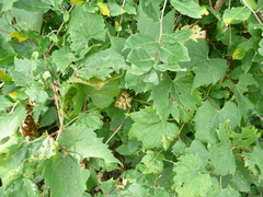 Ampelomyia vitiscoryloides