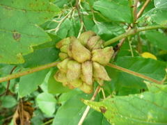 Ampelomyia vitiscoryloides