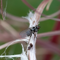 Anthomyia pluvialis