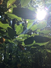 Condamineeae