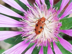 Leptopalpus rostratus