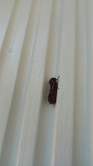 Acrolophinae