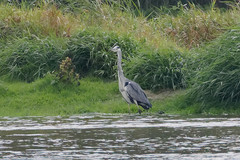 Ardea cinerea