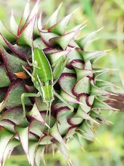 Odontura glabricauda