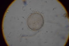 Microchlamys patella