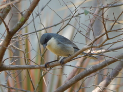 Microspingus cinereus