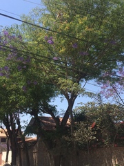 Jacaranda mimosifolia