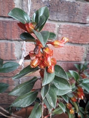 Nematanthus
