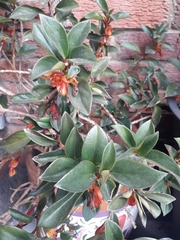 Nematanthus