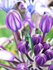 Psilothrix viridicoerulea