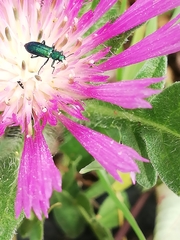 Psilothrix viridicoerulea