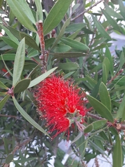 Melaleuca citrina