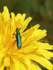 Psilothrix viridicoerulea